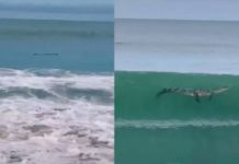 ¡Pa’su mecha! resultó cocodrilo y no tronco lo que flotaba en playas de Mazatlán