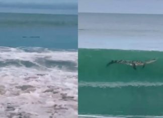 ¡Pa’su mecha! resultó cocodrilo y no tronco lo que flotaba en playas de Mazatlán