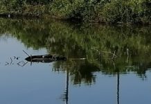 PROFEPA exhorta a ciudadanos a no andar cazando cocodrilos para evitar ataques
