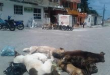15 perros y gatos han sido envenenados en dos días