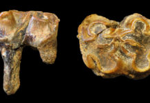 Estudio: Enormes hipopótamos vivían en Gran Bretaña hace un millón de años