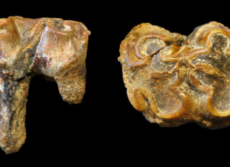 Estudio: Enormes hipopótamos vivían en Gran Bretaña hace un millón de años