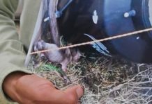 No para el maltrato animal