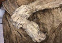 Encuentran a tres ‘parientes’ vivos de una momia suiza del siglo XVIII
