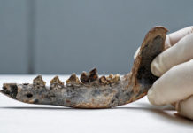 Un fósil sugiere que los perros vivían con humanos en Costa Rica hace 12.000 años