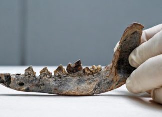 Un fósil sugiere que los perros vivían con humanos en Costa Rica hace 12.000 años