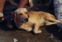 Vacunación antirrábica canina es permanente en centro de Salud Tampico