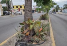 Se roban las plantas de los camellones de Madero.