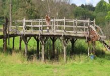 El puente de Winnie Pooh es subastado por 179 mil dólares en Reino Unido