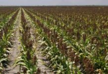Lluvias echan a perder 250 mil toneladas de sorgo