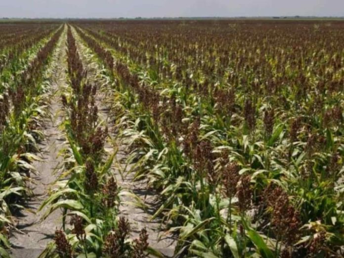sorgo