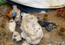 Un hallazgo “impresionante”: Aseguran haber descubierto los restos de una nueva especie de dinosaurio en EE.UU.