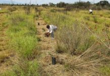 Impulsa Gobierno de Tamaulipas reforestación y preservación de parques estatales