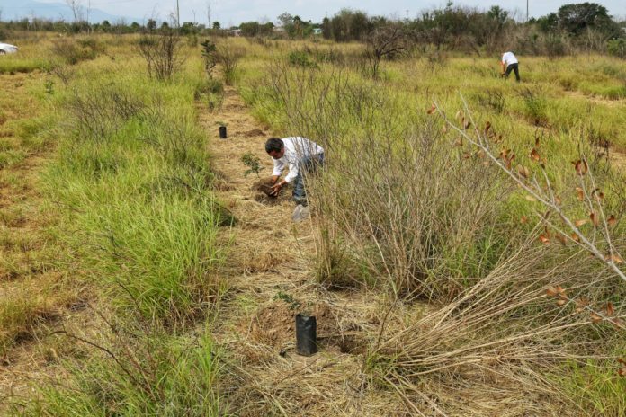 SDU-026-2021.-Impulsa Gobierno de Tamaulipas reforestación y preservación de parques estatales. (5)