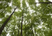 Impulsa Tamaulipas acciones para revertir cambio climático