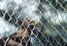 Llegan águilas reales al zoológico de Tamatán