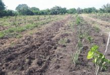 Campesinos le apuestan a la siembra de cacahuate y piña