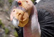 Los cóndores de California son capaces de reproducirse sin necesidad de aparearse, según un estudio