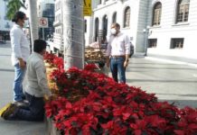 2 mil flores de Noche Buena colocarán en 15 puntos de la ciudad