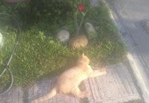 Reportan envenenamiento de más de 20 perros y gatos en el fraccionamiento Bancario