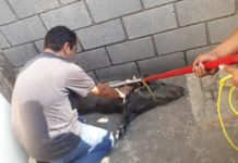Jabalíes provocan movilización de cuerpos de emergencias