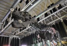 Inauguran en Tampico el museo itinerante “Tierra de Dinosaurios”