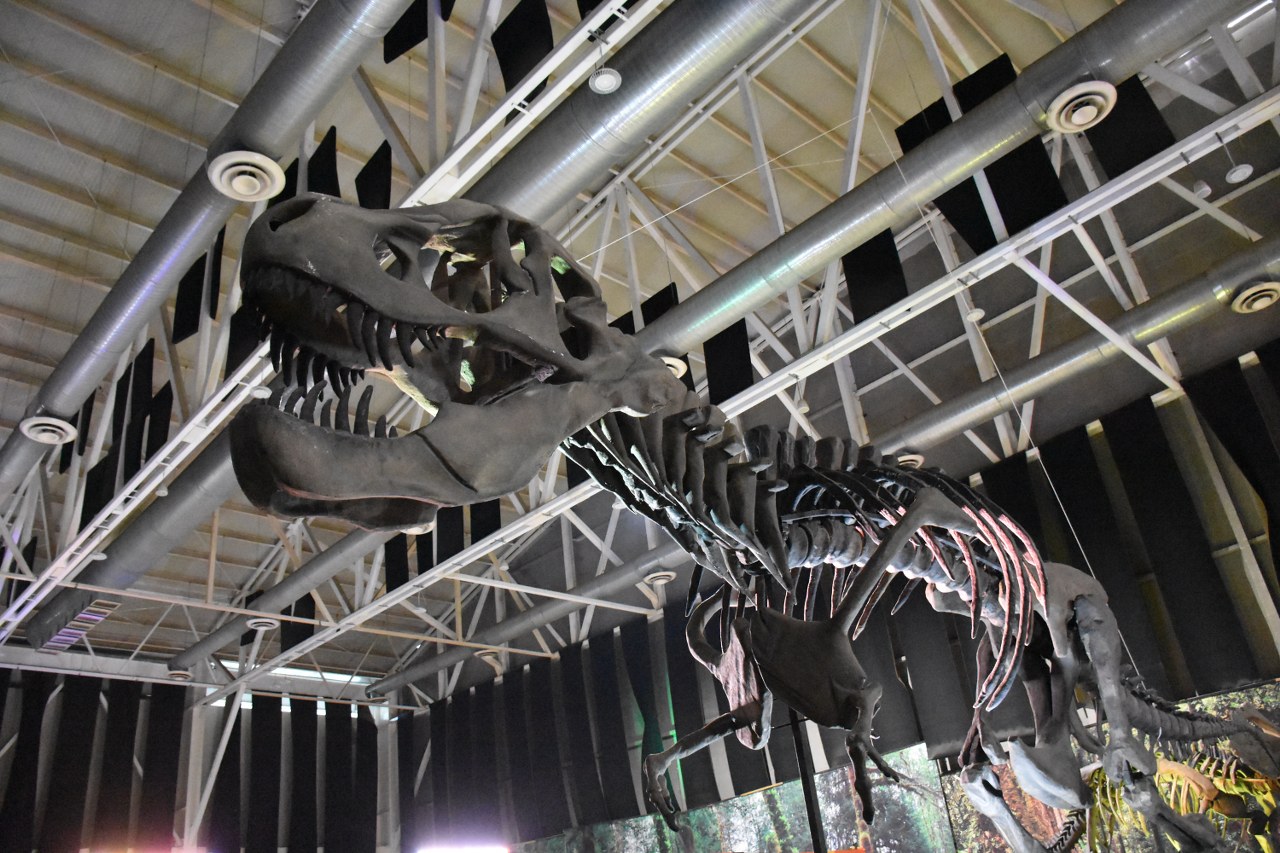 Inauguran en Tampico el museo itinerante “Tierra de Dinosaurios” | EnLí Inauguran en Tampico el museo itinerante “Tierra de Dinosaurios” | EnLí
