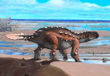 Descubren en Chile una nueva especie de dinosaurio con una inusual cola similar a un arma de los antiguos aztecas