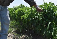 Diputados coinciden en trabajar para el desarrollo rural en Tamaulipas
