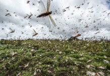 Aparece plaga de langostas en cultivos de tres municipios