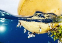 Un enorme ‘continente de basura’ deja a muchos organismos marinos a gran distancia de su hábitat