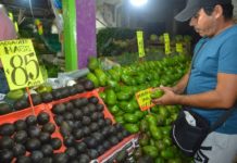 Escalada de precios sin control; aguacate cada vez más caro; 85 pesos el kilo