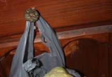 Abandonan uso de bolsas plásticas
