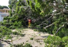 Incendios y árboles caídos, así como un rescate en playa, las mayores afectaciones por FF.