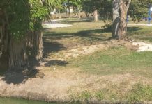 Temor por presencia de cocodrilo en Laguna de Madero