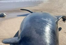 Aparece Delfín muerto en Playa Miramar