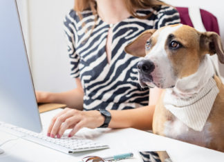 Estudio sugiere que los perros podrían estar al tanto de las leyes de la física y notar cuando estas no se cumplen