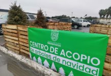 Instalan Centro de Acopio de pinos de Navidad naturales.