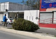 Instalarán módulos de recolección de árboles de Navidad.