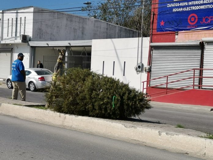 arbol de navidad calle
