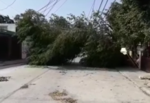 Norte provoca caída de parte de viejo edificio, árboles y estructuras