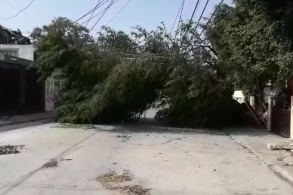 cayó arbol