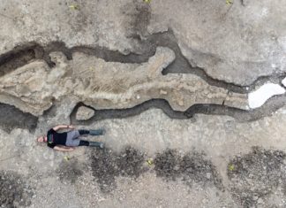 FOTOS: Hallan los restos del ‘dragón marino’ más grande jamás excavado en el Reino Unido