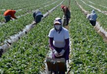 Tamaulipecos prefieren trabajar de jornaleros que de otra cosa en Canadá
