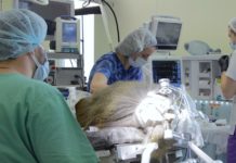 Científicos rusos instalan por primera vez un neuroimplante visual en un mono y en un futuro podría permitir recuperar la vista a personas ciegas