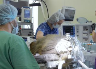 Científicos rusos instalan por primera vez un neuroimplante visual en un mono y en un futuro podría permitir recuperar la vista a personas ciegas