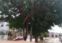 Piden retiro de rama que esta a punto de tumbar cables de media tensión
