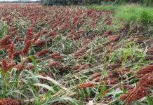 Frío y fuertes vientos han dañado 25 mil hectáreas de cultivos