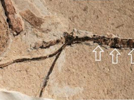 Hallan en China un brote floral de 164 millones de años que podría resolver un misterio “abominable” de Darwin