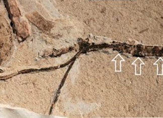 Hallan en China un brote floral de 164 millones de años que podría resolver un misterio “abominable” de Darwin